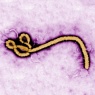 Image of the Ebola virus