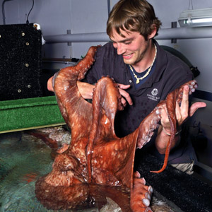 Aquarist and Octopus