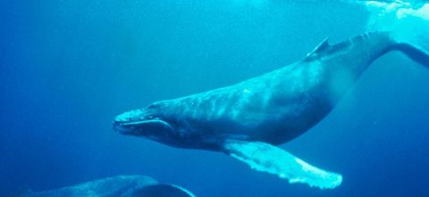 Date: 05/27/2009 Description: Humpback Whales © USG Photo