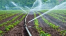 Sprinklers on farm