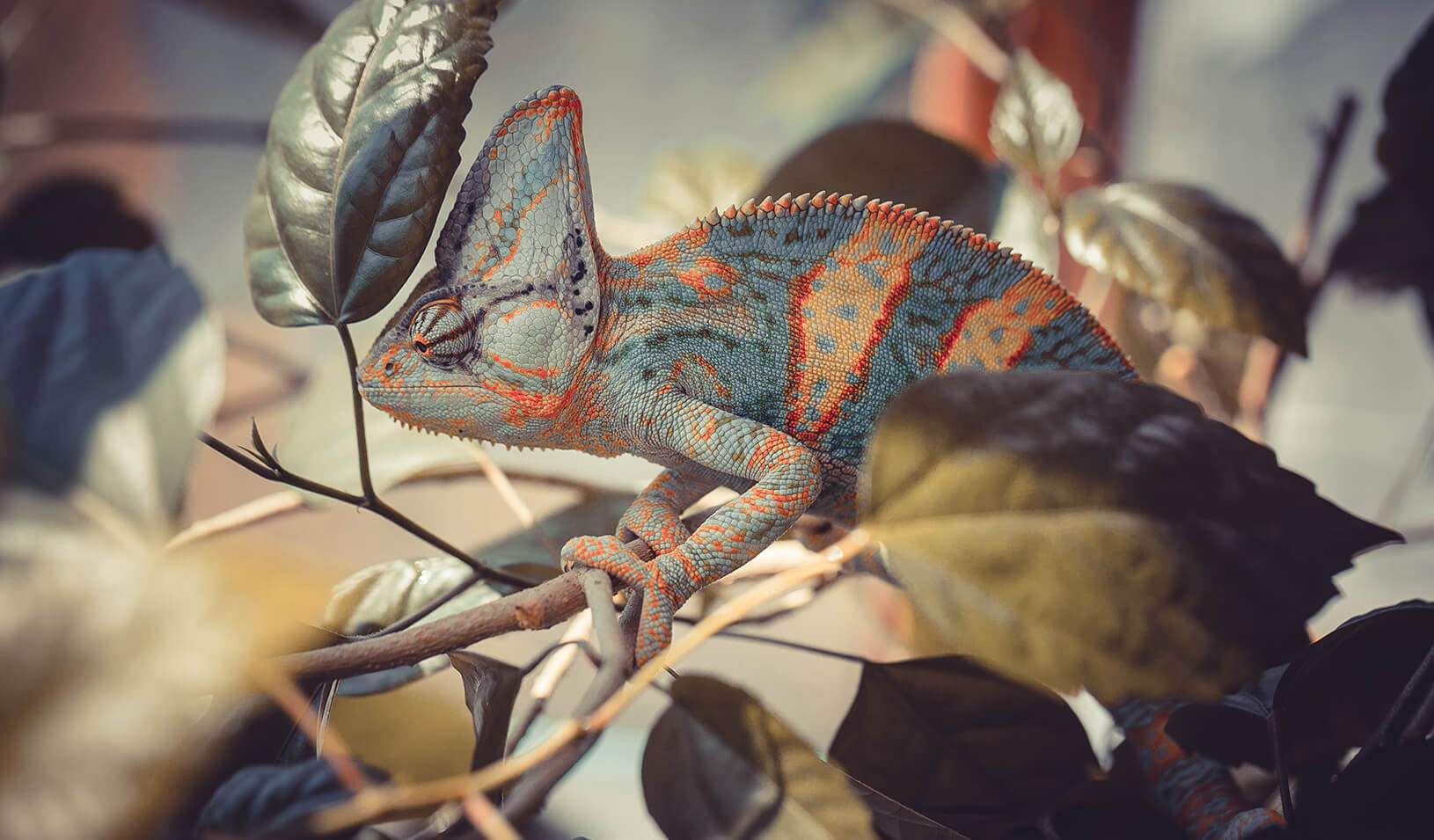 Chamelon in leaves | iStock/Pirotehnik