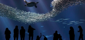 Monterey Bay Aquarium