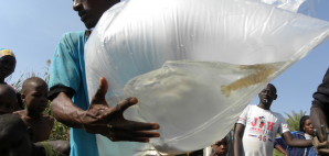 Moving shrimp to river test site in Senegal, West Africa