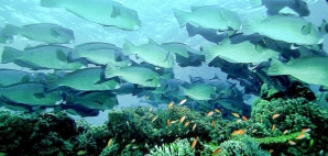 Bumphead parrotfish become a threat to living corals when overfishing reduces the shark population.