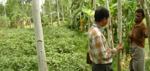 A researcher interviews Bangladeshi farmer about pesticide use
