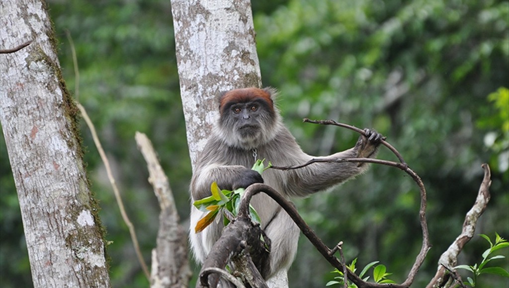 Colobus Monkey