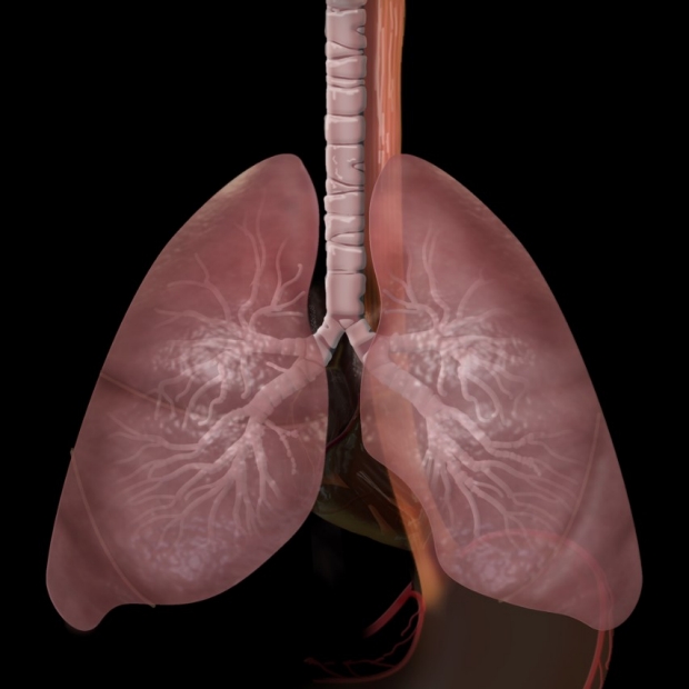 lungs and esophagus illustration