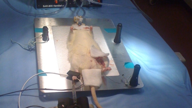 Rat under mechanical ventilation for in vivo studies on ventilator-associated diaphragm dysfunction