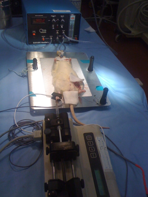 Rat under mechanical ventilation for in vivo studies on ventilator-associated diaphragm dysfunction