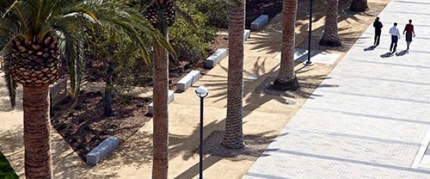 Palm trees along a sidewalk
