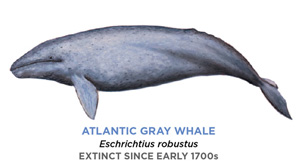 Whale