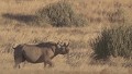 Man wants to kill black rhino