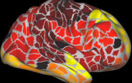 brain illustration 