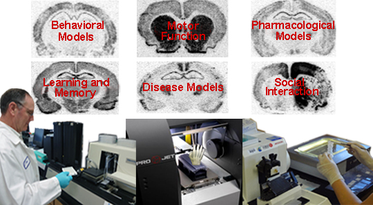 various brain images, man working in lab, projet 3d printer, histology worker