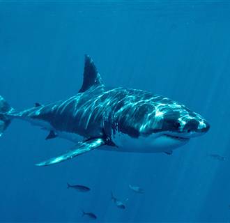 Image: A shark swims near Guadalupe Island off the coast of Baja California.