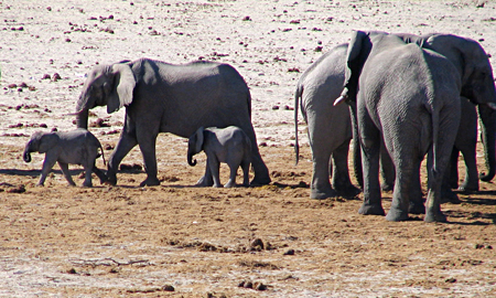 Elephant: Herds