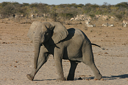 Elephant  - solo