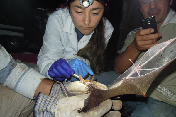 PhD student Hannah Frank examines Vampyrum spectrum (false vampire bat) 