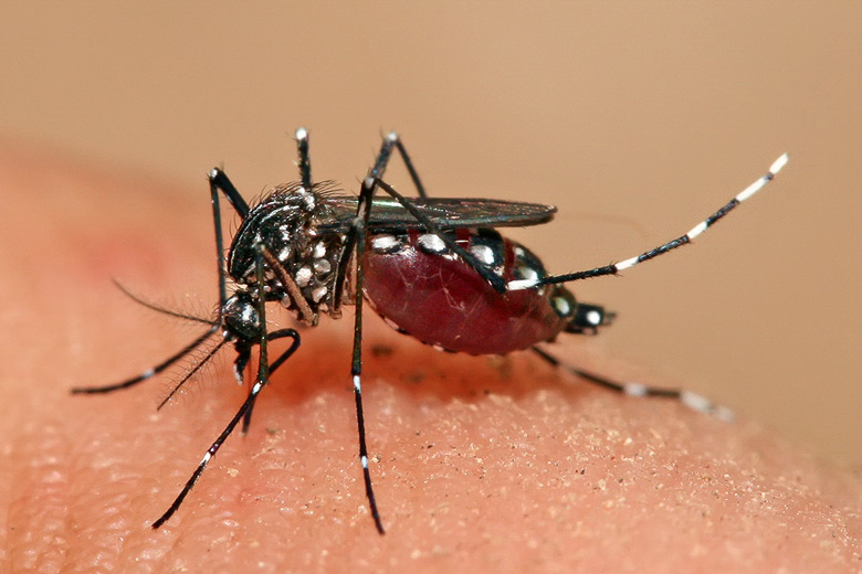 Close-up of a mosquito on human skin.
