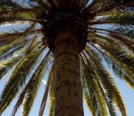 photo of palm tree against blue sky