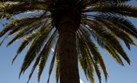 photo of palm tree and blue sky