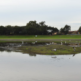 Weekend rainfall filled Lake Lagunita. (MEHMET INONU/The Stanford Daily)