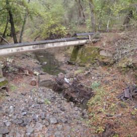 Corte Madera Creek below Searsville Dam has a creek bed of mostly angular rocks that are not suitable for steelhead trout. (Courtesy of Christopher Sproul)