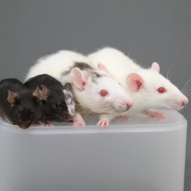 rat-mouse chimera 4