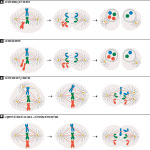 Chromosomal errors