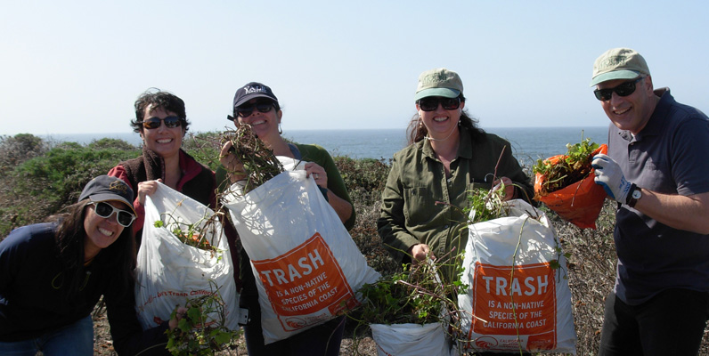 Staff volunteer day - Habitat restoration in Half Moon Bay