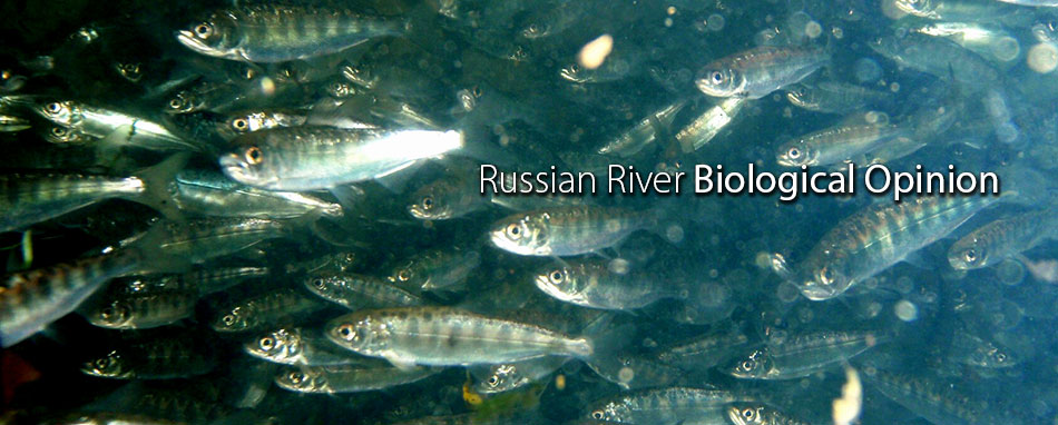 <p>The Russian River Biological Opinion is a federally mandated 15-year blueprint to help save endangered &shy;fish and ensure our water supply. <a href="http://www.scwa.ca.gov/rrifr/">Learn more.</a></p>