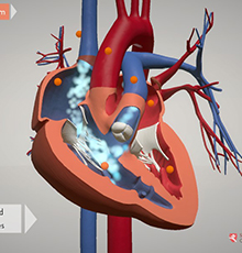 Pediatric Cardiology