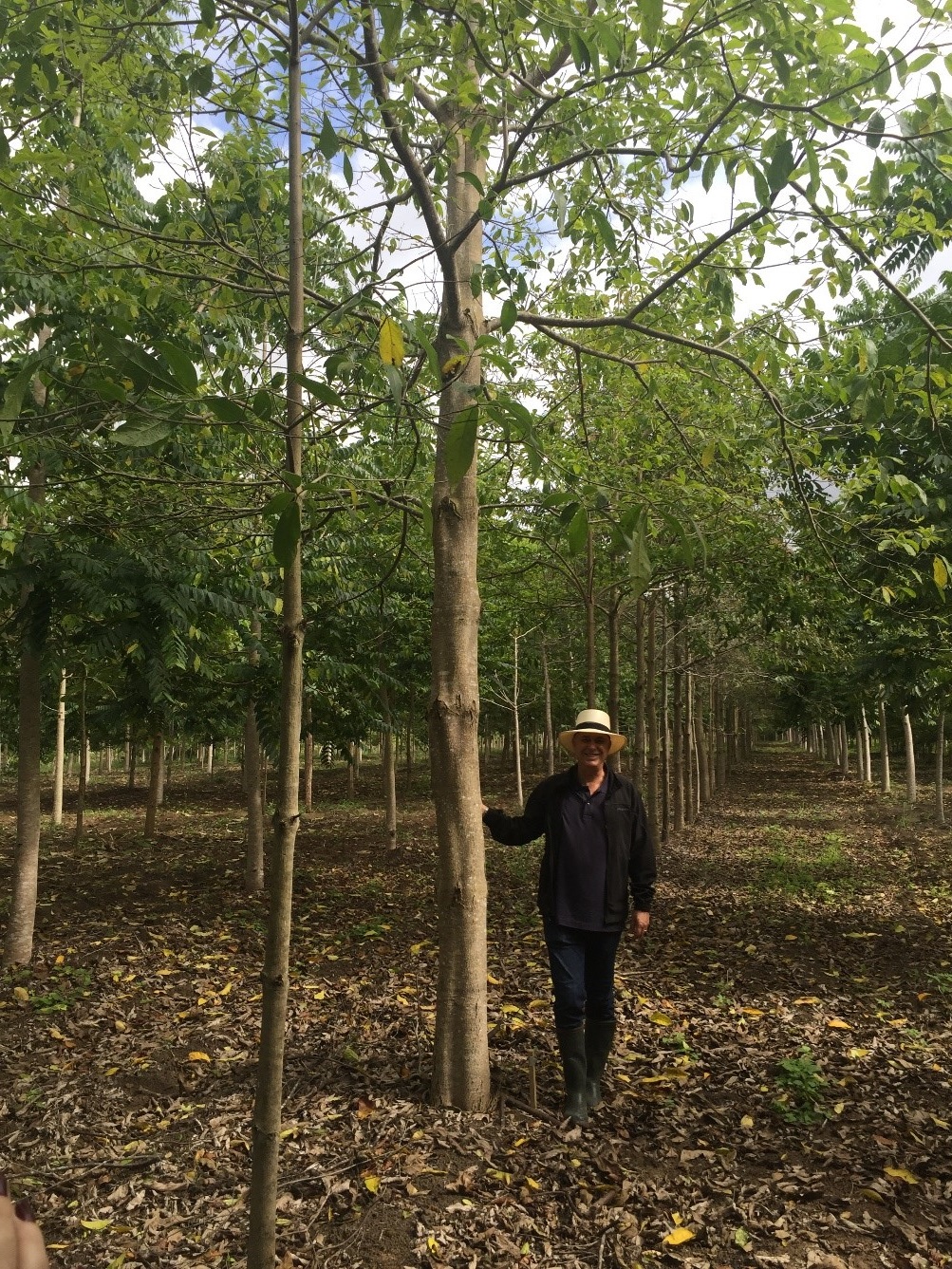 <p>A three-and-a-half-year-old Louro Pardo (Cordia trichotoma) tree, Symbiosis farm, state of Bahia, Brazil. Photo credit: Miguel Calmon.</p>
