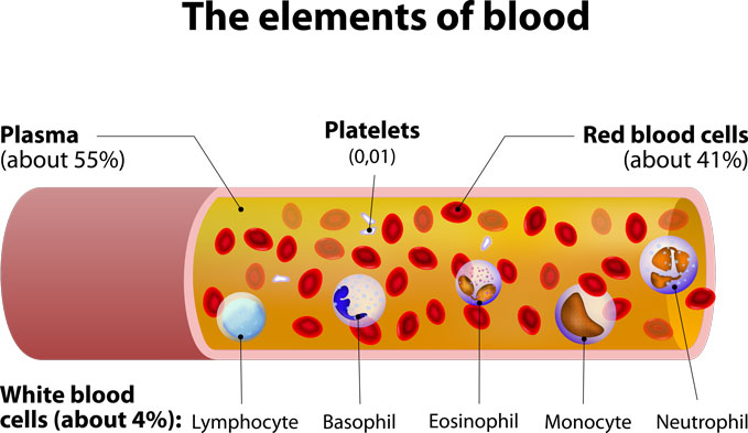 elements of blood