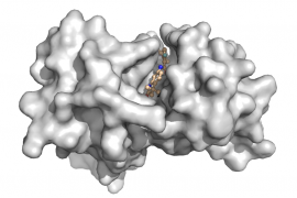 Protein Bound to Small Molecule