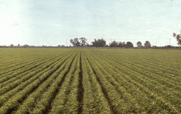 Field rows