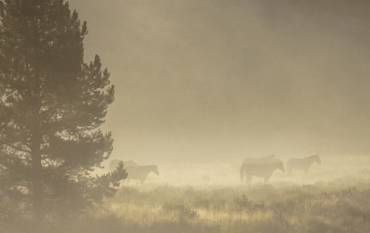 Tree and horses in the mist