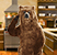 IMG: At Home with Bear Thumbnail