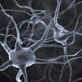 Neurons, Stanford Neurosciences Institute