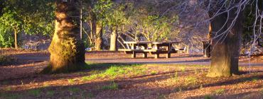 Image of picnic bench in trees