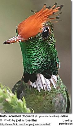 Rufous-crested Coquette (Lophornis delattrei) - Male