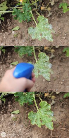 Fight ugly powdery mildew in your garden with this homemade organic fungicide that's cheap, green, and safe!