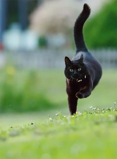 "if a black cat crosses your path, it's a sign that the animal is going somewhere." --Groucho Marx. Thank you! They are not unlucky and deserve love too.