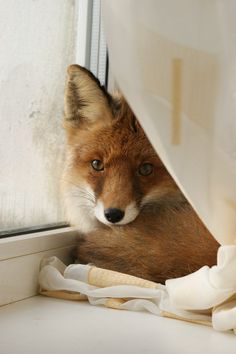 fox