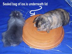 Terra Cotta Lid with Ice bag underneath: This great tip was sent in by Celine. Thanks Celine! "Get lids big enough for bunnies to lay most of their body on. I lay a smaller flat dish on the ground and fill a bag with ice and put it in the dish and flip the plant lid over on top of it to make an "ice bed".