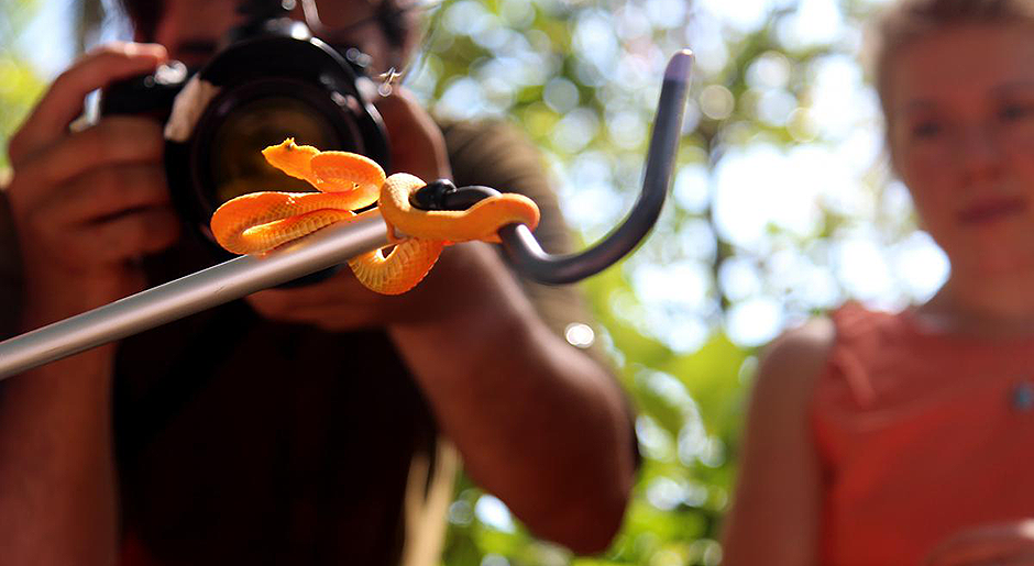 Student Simone Barley-Greenfield and course assistant Felipe Villegas admire a bright yellow eyelash viper - the second most venomous snake in Costa Rica.  Photo by Amanda Sani.
