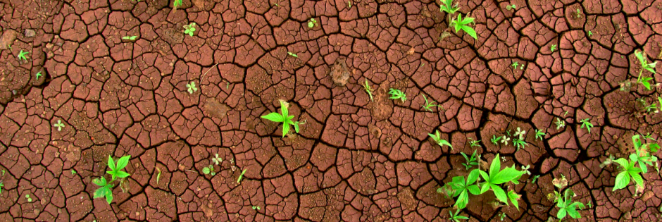 Plants persevering in growing despite the dry, cracked mud. 