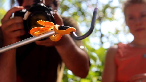 Student Simone Barley-Greenfield and course assistant Felipe Villegas admire a bright yellow eyelash viper - the second most venomous snake in Costa Rica.  Photo by Amanda Sani.