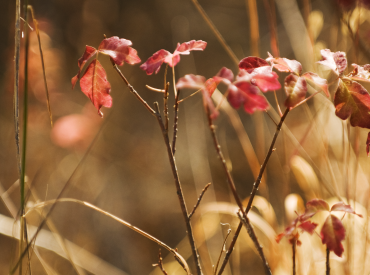 Photo of flowers