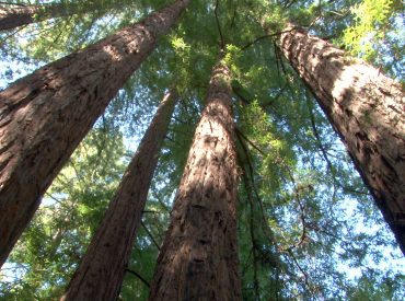 Photo of redwoods